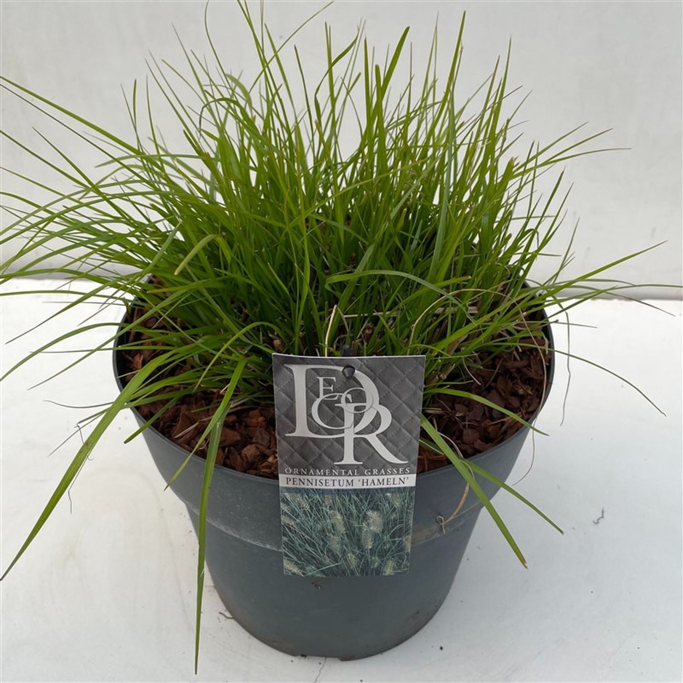 Pennisetum al. 'Hameln' - C10